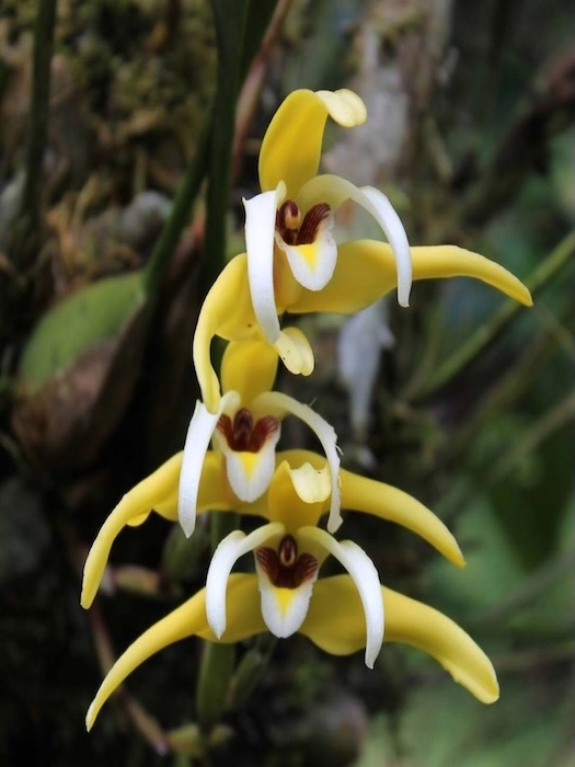 Costa Rica Garden and Nature Tour